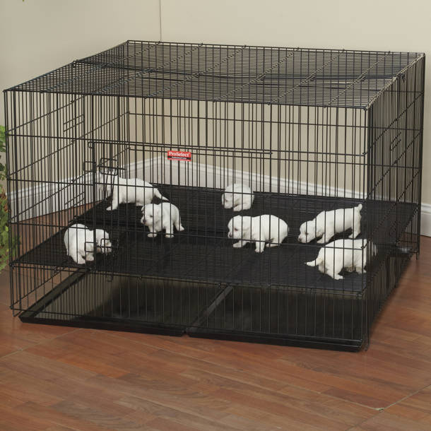 Richell Wooden Pet Crate & Reviews Wayfair